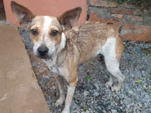 Cachorro raça SRD idade 7 a 11 meses nome Estrela