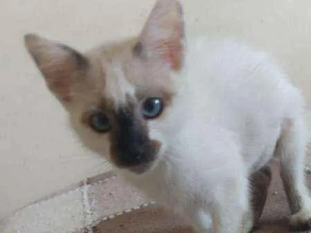 Gato ra a SRD idade 2 a 6 meses nome Titica