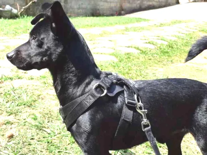 Cachorro raça SRD idade 1 ano nome Oscar
