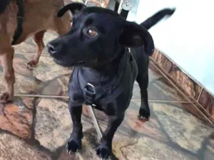 Cachorro raça SRD idade 1 ano nome Oscar