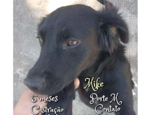Cachorro raça SRD idade 2 a 6 meses nome Mike