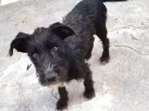 Cachorro raça SRD idade 2 a 6 meses nome Bartho