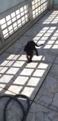 pingo de asfalto