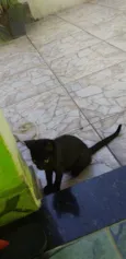 pingo de asfalto