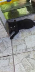 pingo de asfalto