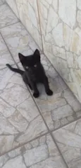 pingo de asfalto