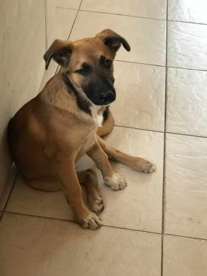 Cachorro raça Vira -lata  idade 2 a 6 meses nome Dóris Maria 
