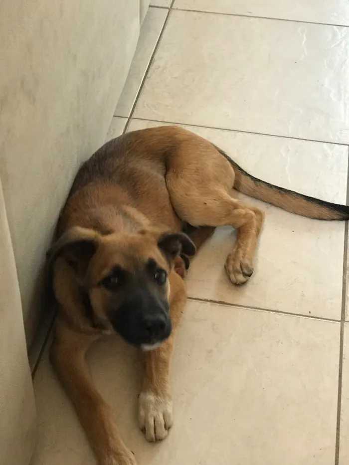 Cachorro raça Vira -lata  idade 2 a 6 meses nome Dóris Maria 