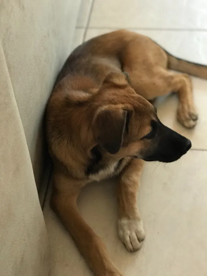 Cachorro raça Vira -lata  idade 2 a 6 meses nome Dóris Maria 