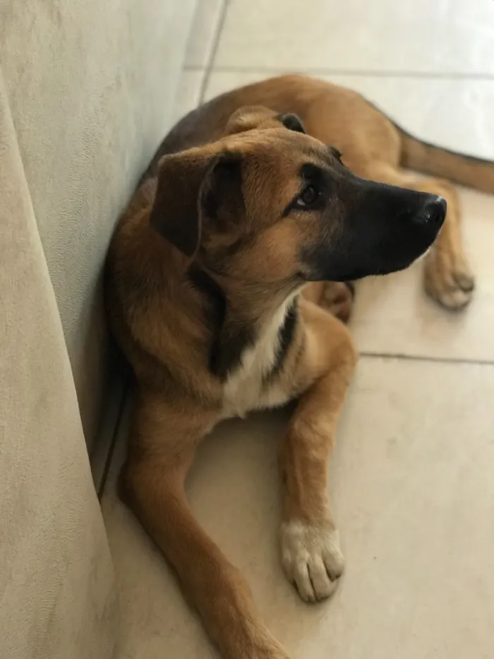Cachorro raça Vira -lata  idade 2 a 6 meses nome Dóris Maria 