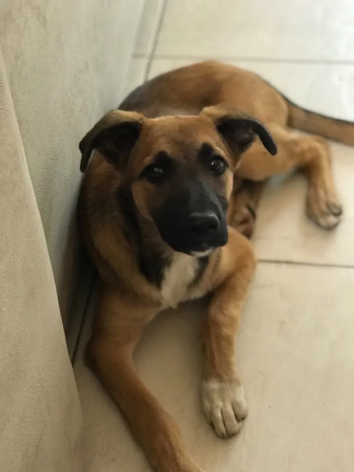 Cachorro raça Vira -lata  idade 2 a 6 meses nome Dóris Maria 