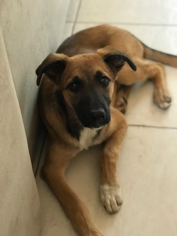 Cachorro raça Vira -lata  idade 2 a 6 meses nome Dóris Maria 