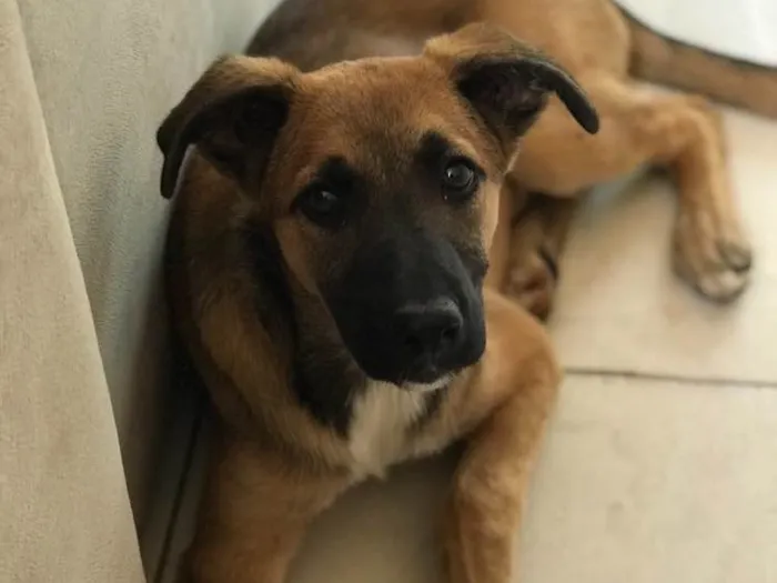 Cachorro raça Vira -lata  idade 2 a 6 meses nome Dóris Maria 