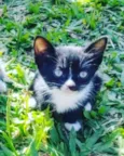Miminha frajola
