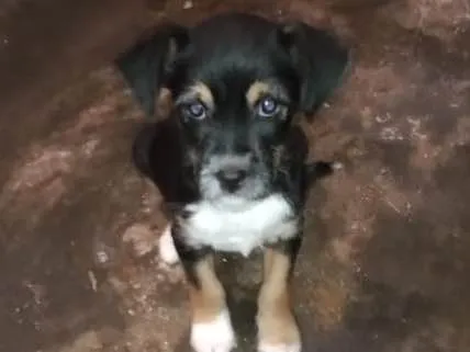 Cachorro ra a Não definida. Raça misturada. idade 2 a 6 meses nome Bob