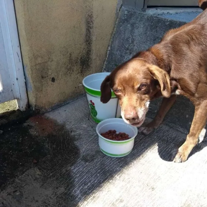 Cachorro ra a Vira lata  idade 2 anos nome Não sei