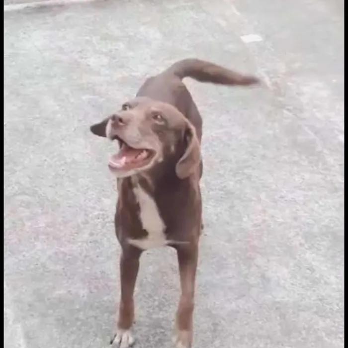 Cachorro ra a Vira lata  idade 2 anos nome Não sei