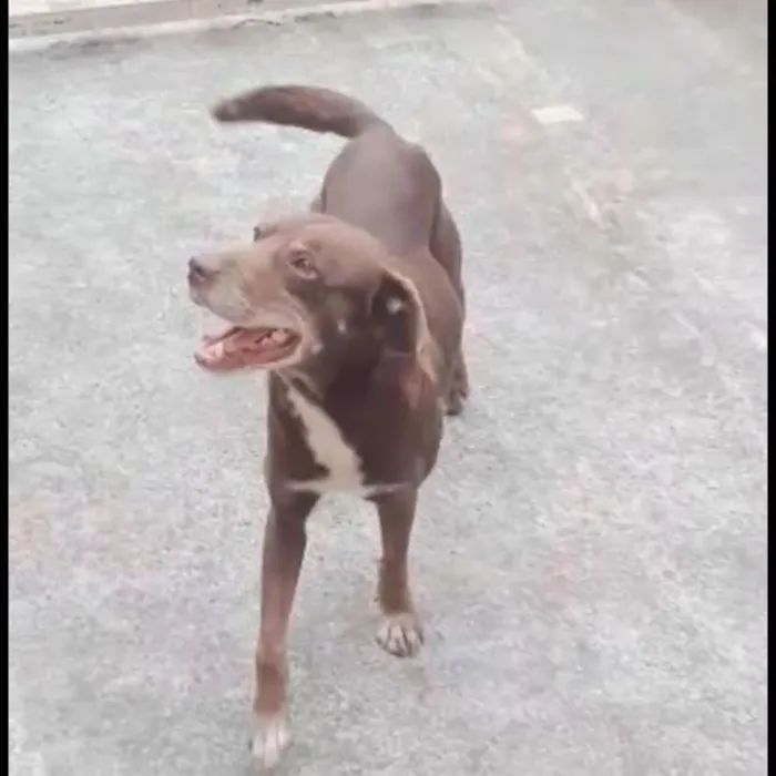 Cachorro ra a Vira lata  idade 2 anos nome Não sei