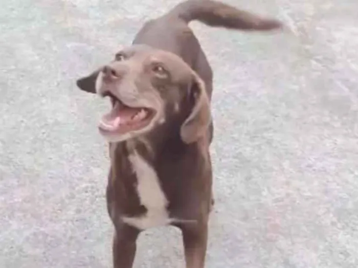 Cachorro ra a Vira lata  idade 2 anos nome Não sei