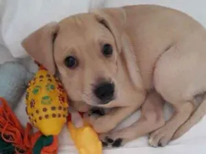 Cachorro raça srd idade 2 a 6 meses nome marry e paçoca