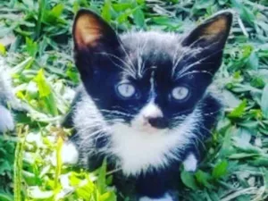 Gato raça SRD idade Abaixo de 2 meses nome Miminha frajola