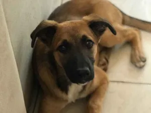 Cachorro raça Vira -lata  idade 2 a 6 meses nome Dóris Maria 