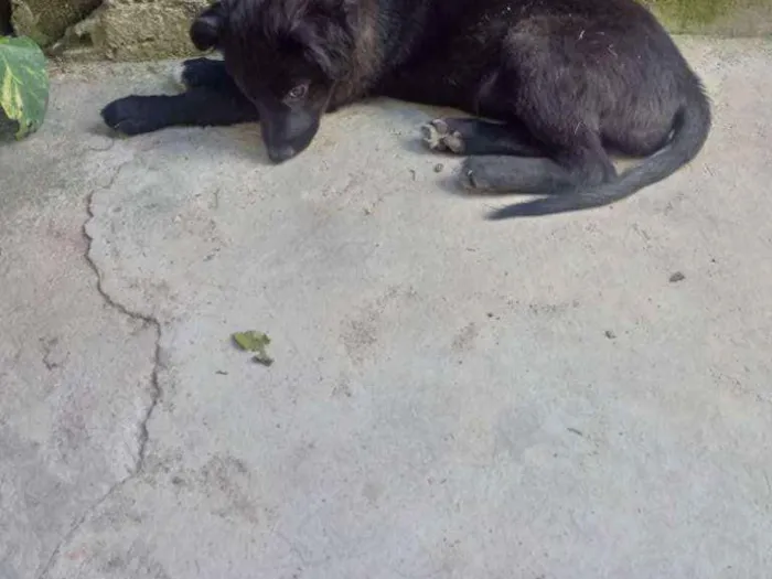 Cachorro ra a Vira lata idade 2 a 6 meses nome Dori