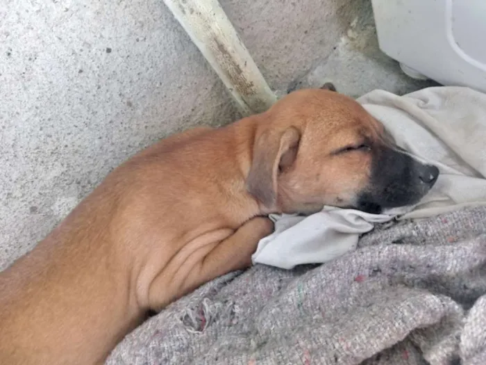 Cachorro ra a Vira lata idade 2 a 6 meses nome Sol