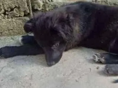 Cachorro ra a Vira lata idade 2 a 6 meses nome Dori