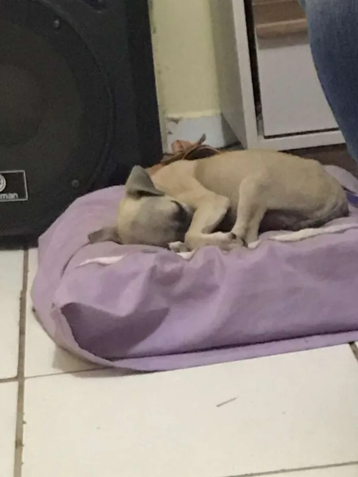 Cachorro ra a Vira lata  idade Abaixo de 2 meses nome Sem nome