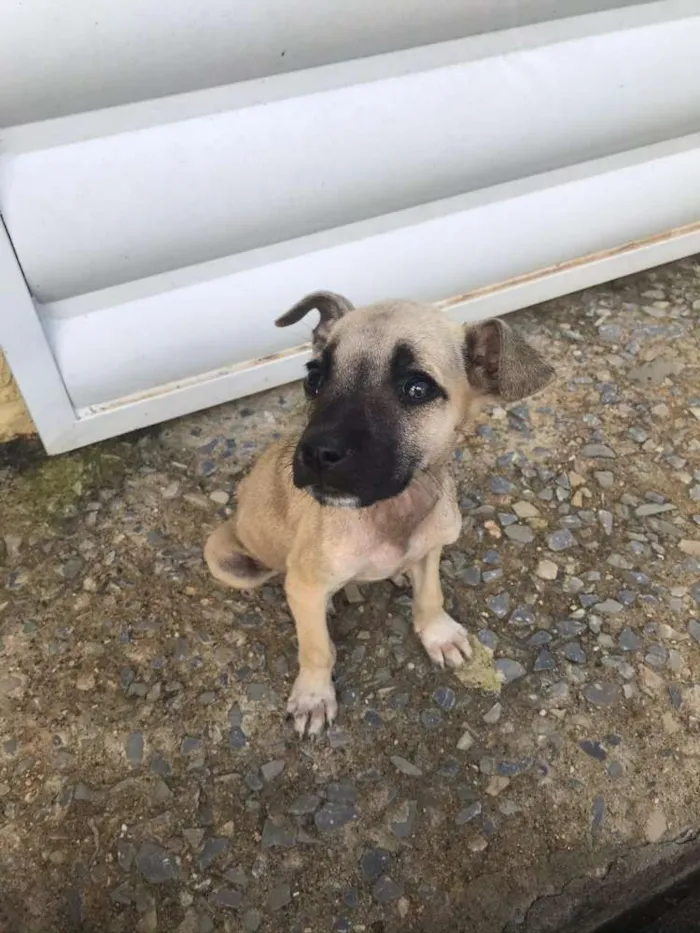 Cachorro ra a Vira lata  idade Abaixo de 2 meses nome Sem nome