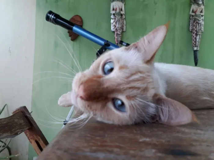 Gato ra a SRD idade 3 anos nome Kenai GRATIFICA