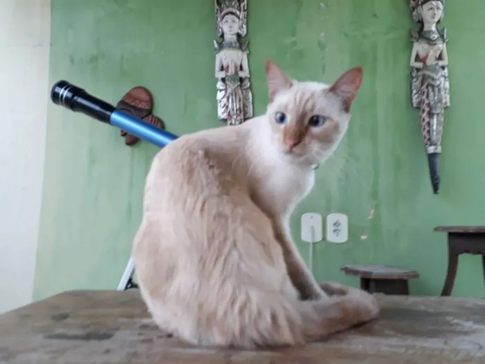 Gato ra a SRD idade 3 anos nome Kenai GRATIFICA