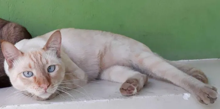 Gato ra a SRD idade 3 anos nome Kenai GRATIFICA