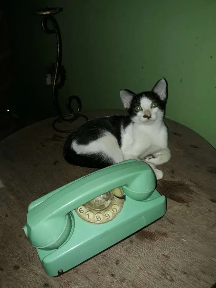 Gato ra a SRD idade 2 a 6 meses nome Batman