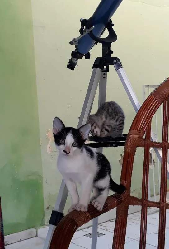 Gato ra a SRD idade 2 a 6 meses nome Batman