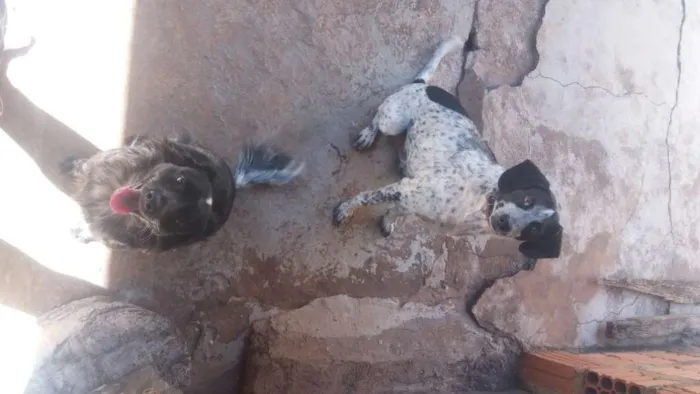 Cachorro ra a Vira lata  idade 4 anos nome Baratao e pretinha 