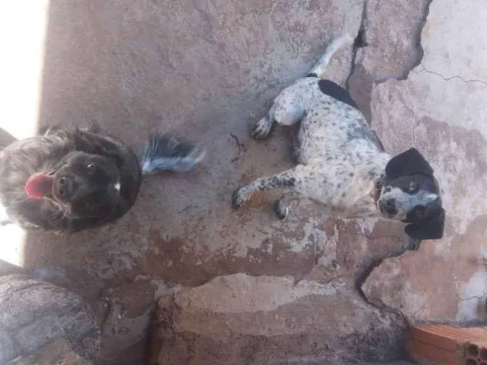 Cachorro ra a Vira lata  idade 4 anos nome Baratao e pretinha 