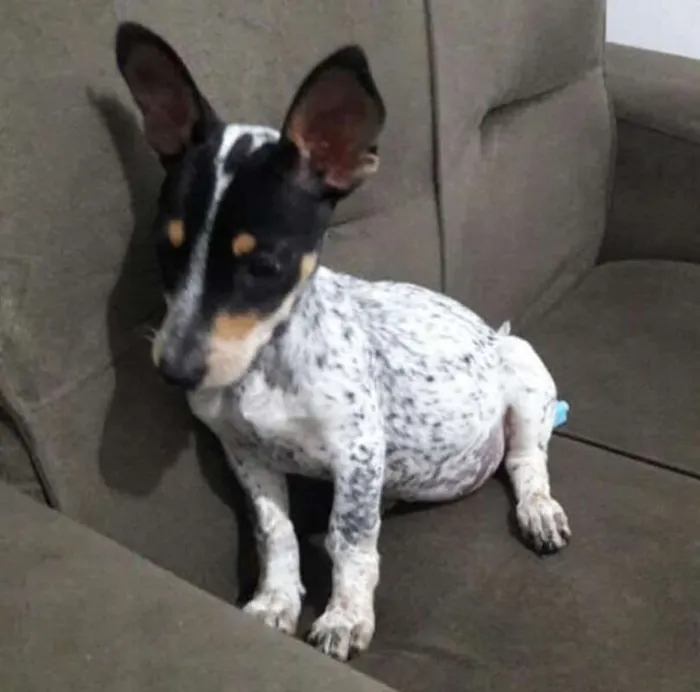 Cachorro ra a Srd idade 7 a 11 meses nome Melzinha