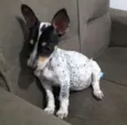 Melzinha