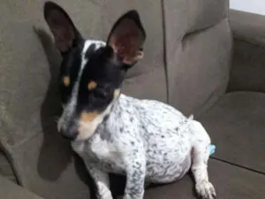 Cachorro raça Srd idade 7 a 11 meses nome Melzinha