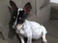 Melzinha