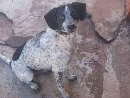 Cachorro ra a Vira lata  idade 4 anos nome Baratao e pretinha 