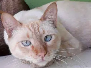 Gato raça SRD idade 3 anos nome Kenai GRATIFICA