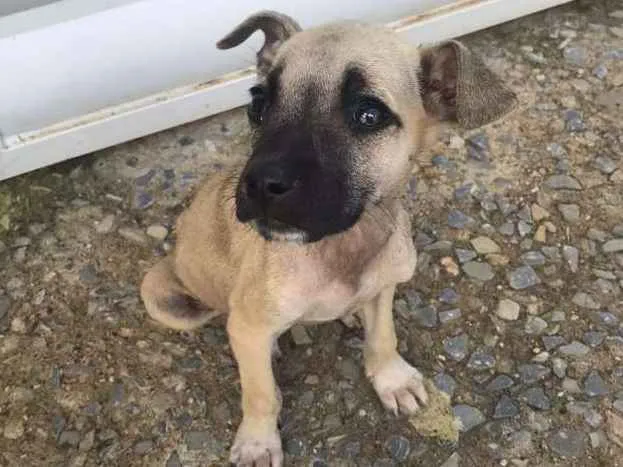 Cachorro ra a Vira lata  idade Abaixo de 2 meses nome Sem nome