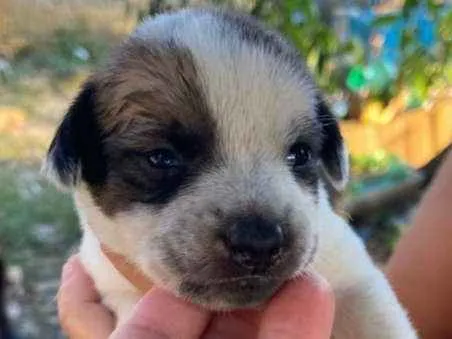 Cachorro ra a SRD idade Abaixo de 2 meses nome Dana