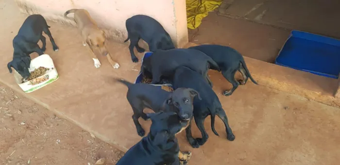 Cachorro ra a vira-lata idade 2 a 6 meses nome sem nome