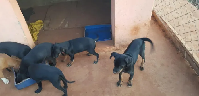 Cachorro ra a vira-lata idade 2 a 6 meses nome sem nome