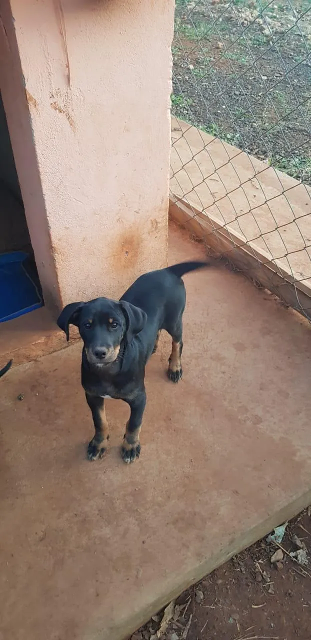 Cachorro ra a vira-lata idade 2 a 6 meses nome sem nome