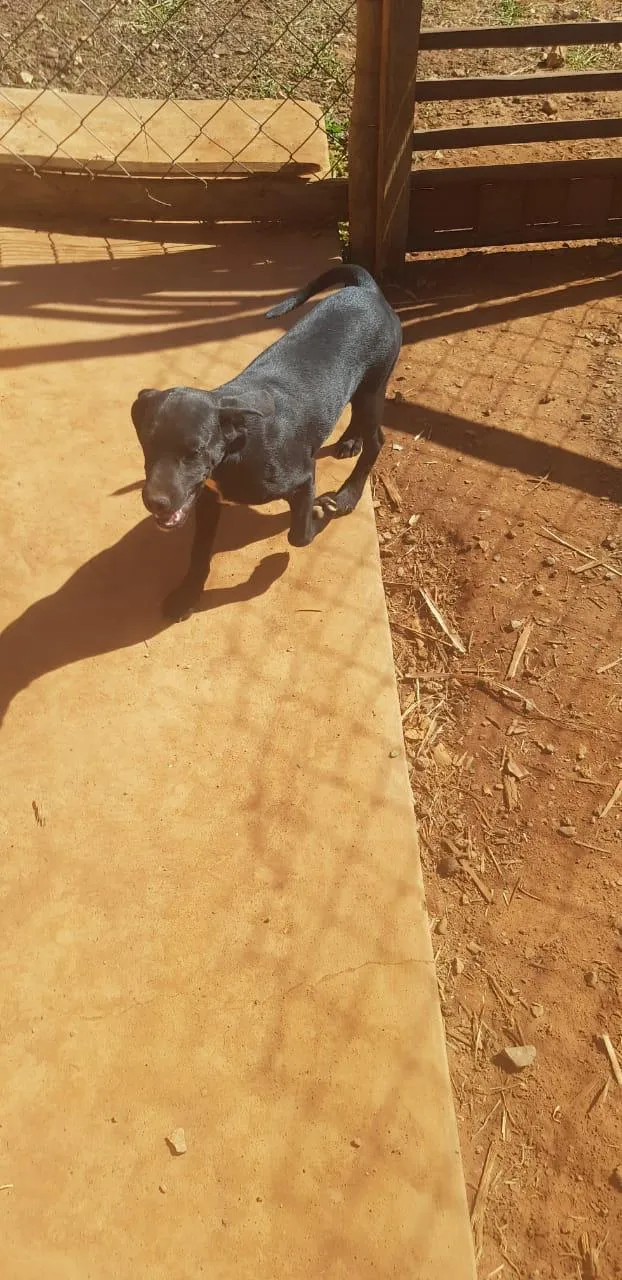 Cachorro ra a vira-lata idade 2 a 6 meses nome sem nome